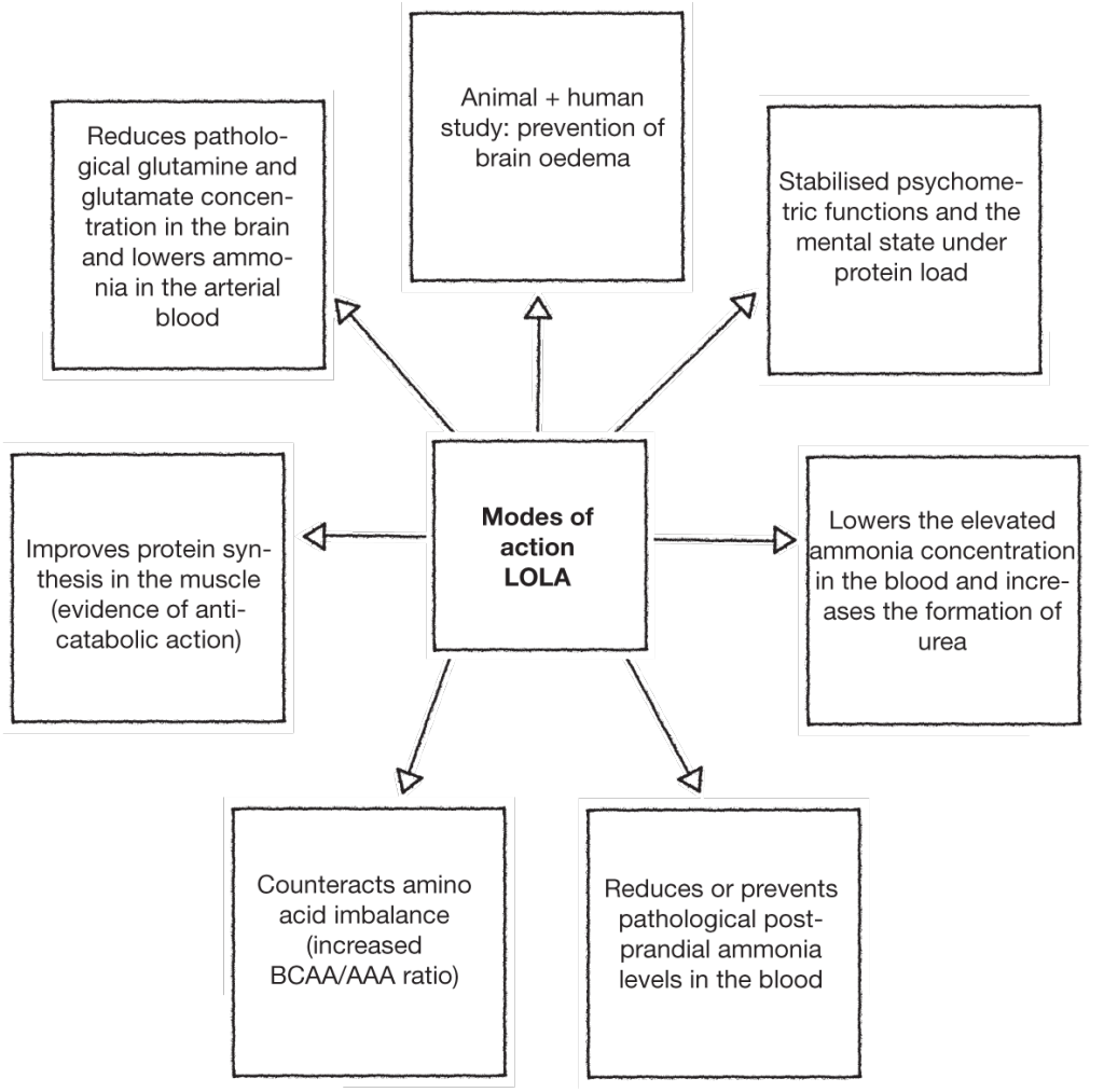 Mode of action HepaMerz® Professional site
